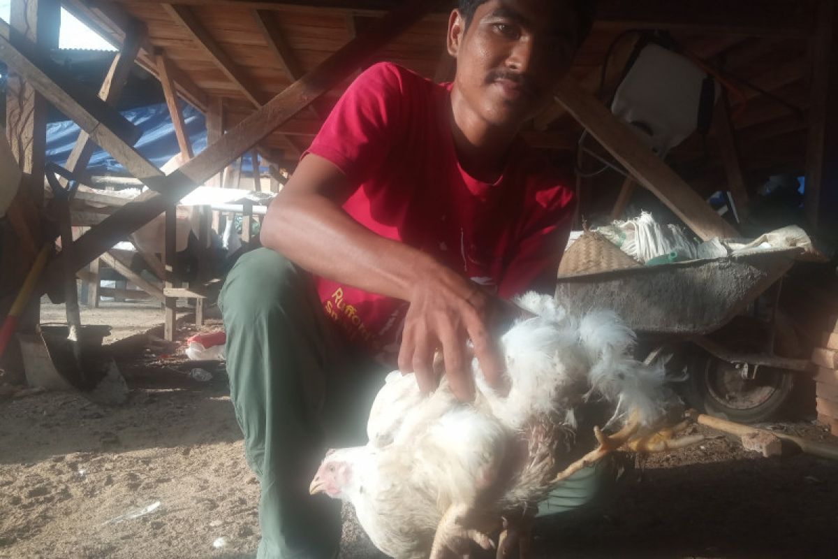 Ada ayam berkaki empat di Agam, warga berdatangan ingin melihat secara langsung