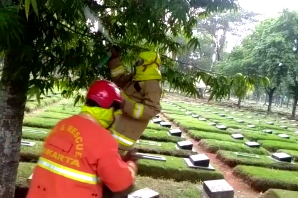 Petugas Damkar Jaktim evakuasi sarang tawon di kuburan