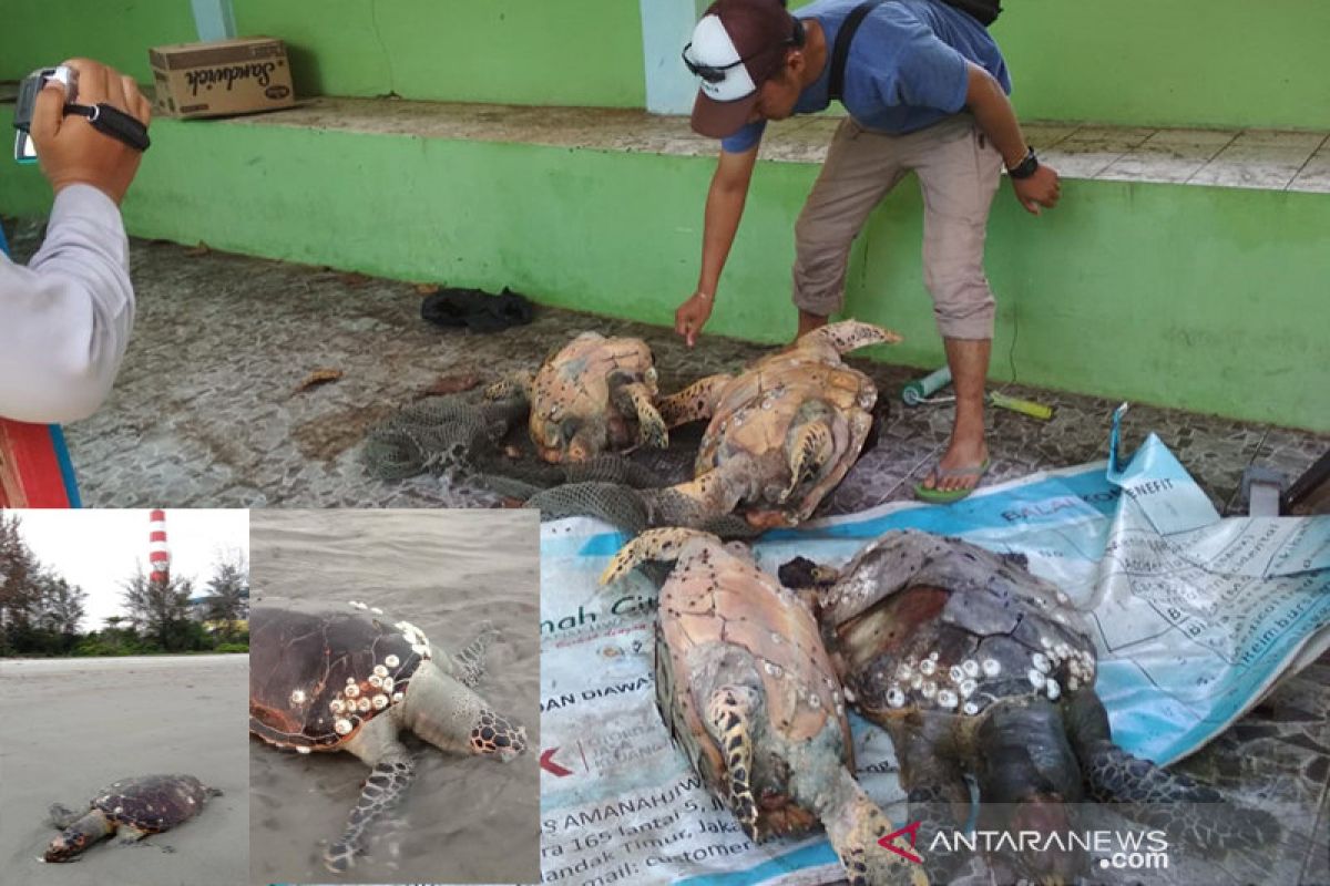 4 ekor penyu mati disekitar pantai area pembuangan limbah PLTU