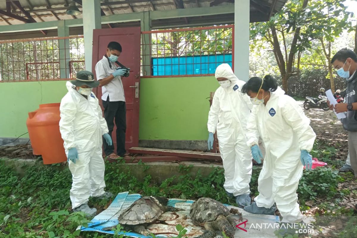 BKSDA Bengkulu-Lampung kirim sampel empat penyu ke laboratorium