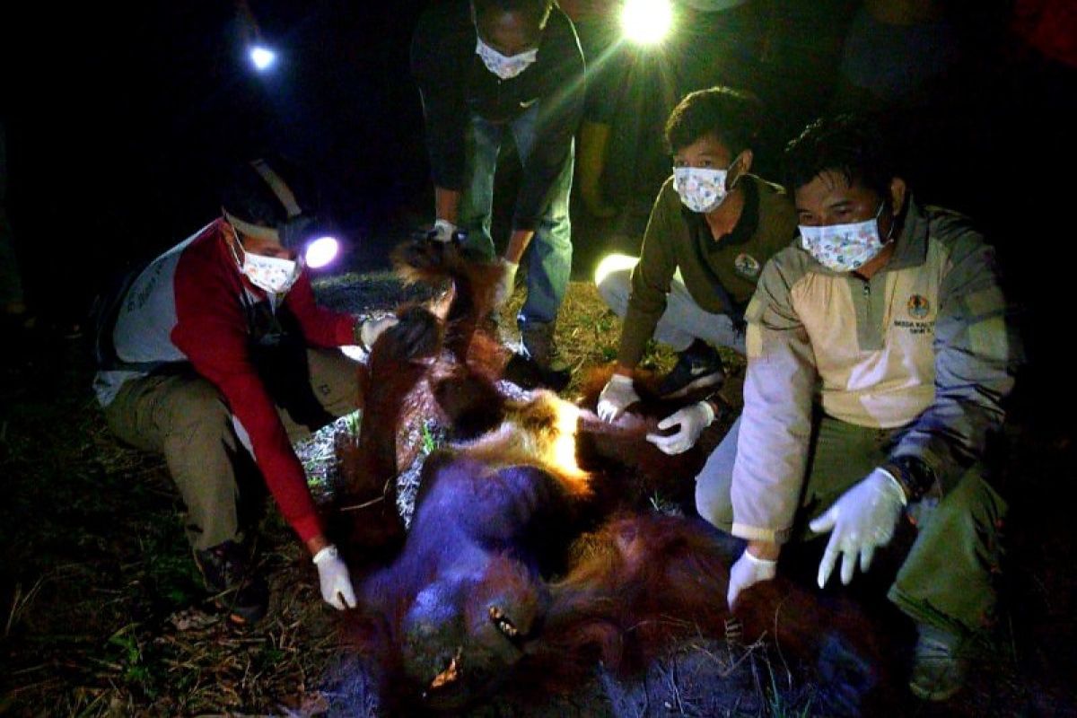 OFI berharap kepolisian segera temukan pelaku penyiksaan Orangutan di Seruyan