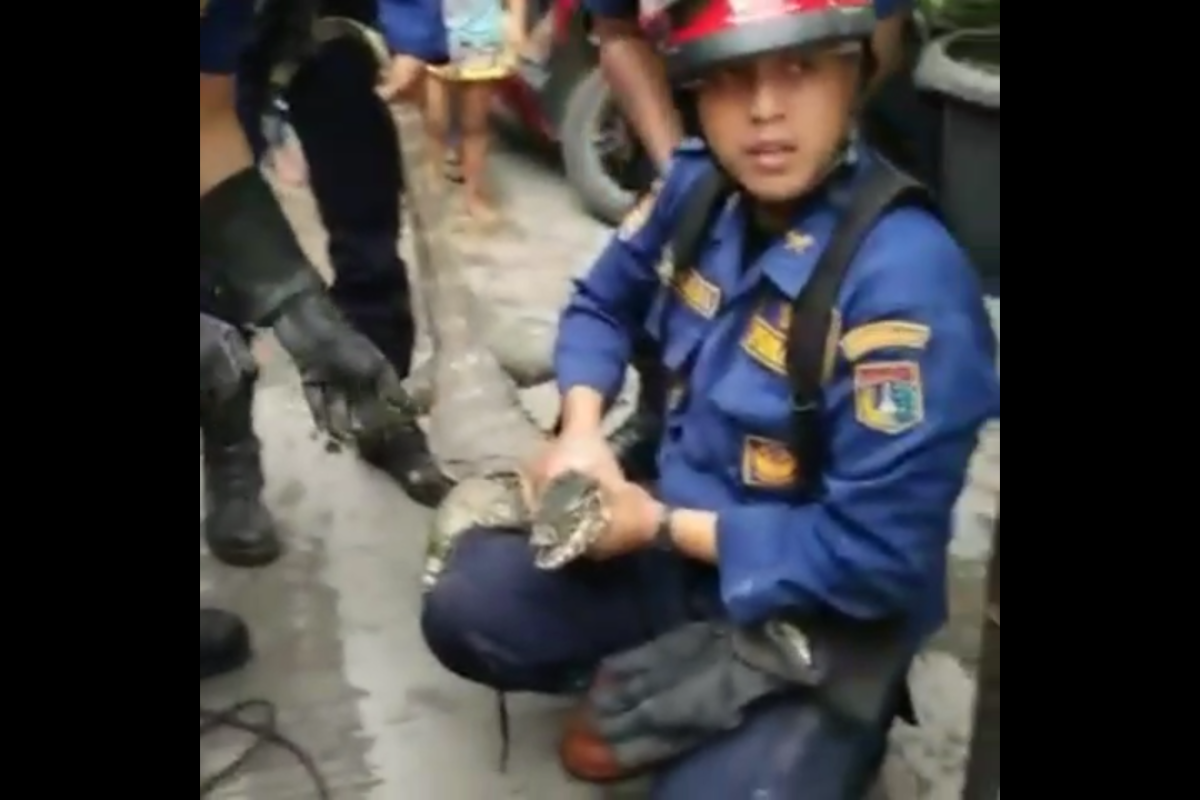 Petugas Damkar jinakjan biawak liar  di rumah warga Cengkareng