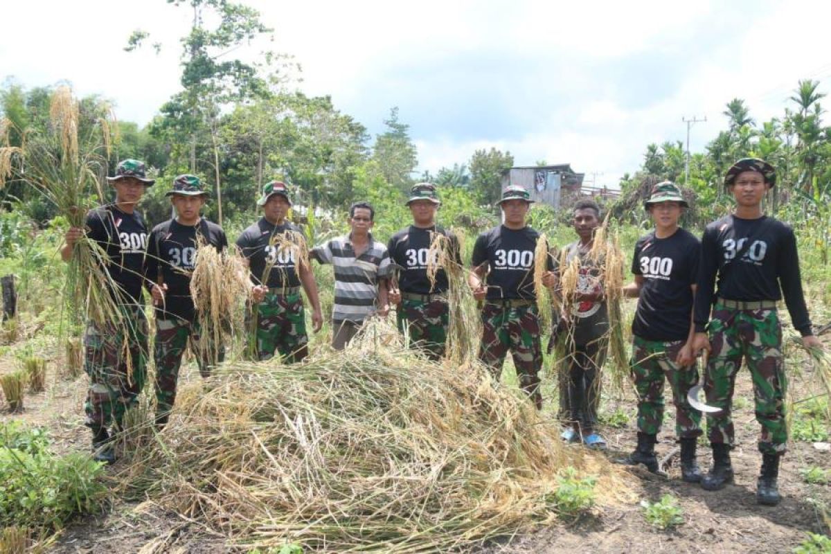 TNI bantu masyarakat panen padi di Distrik Mannem