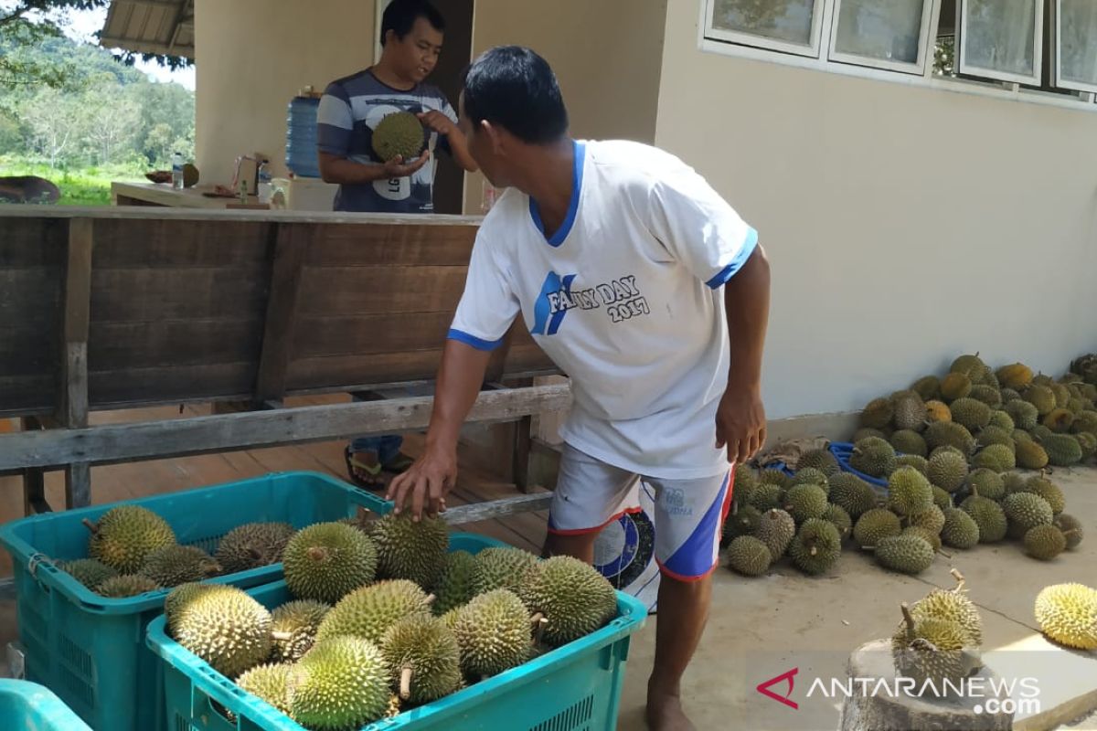 Pemkab Belitung kemas musim panen durian jadi paket wisata bagi pelancong