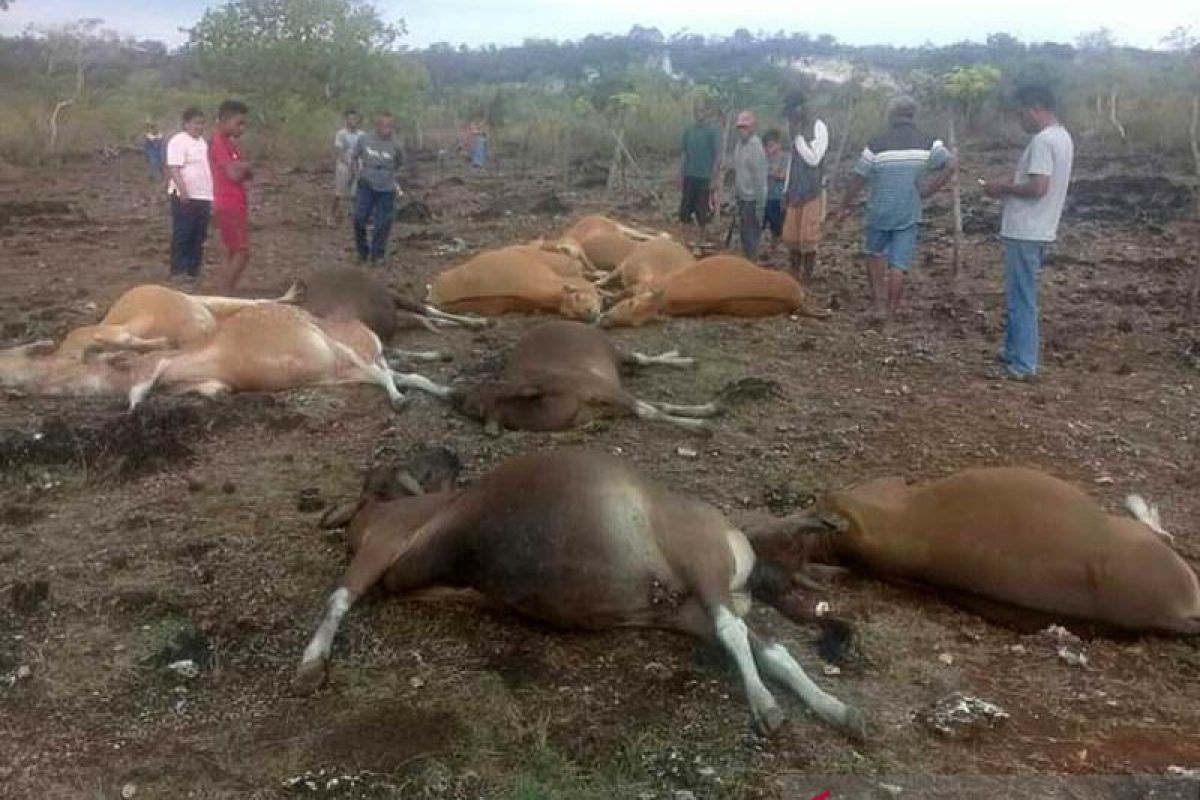 Belasan ekor sapi tewas akibat tersambar petir di Kupang