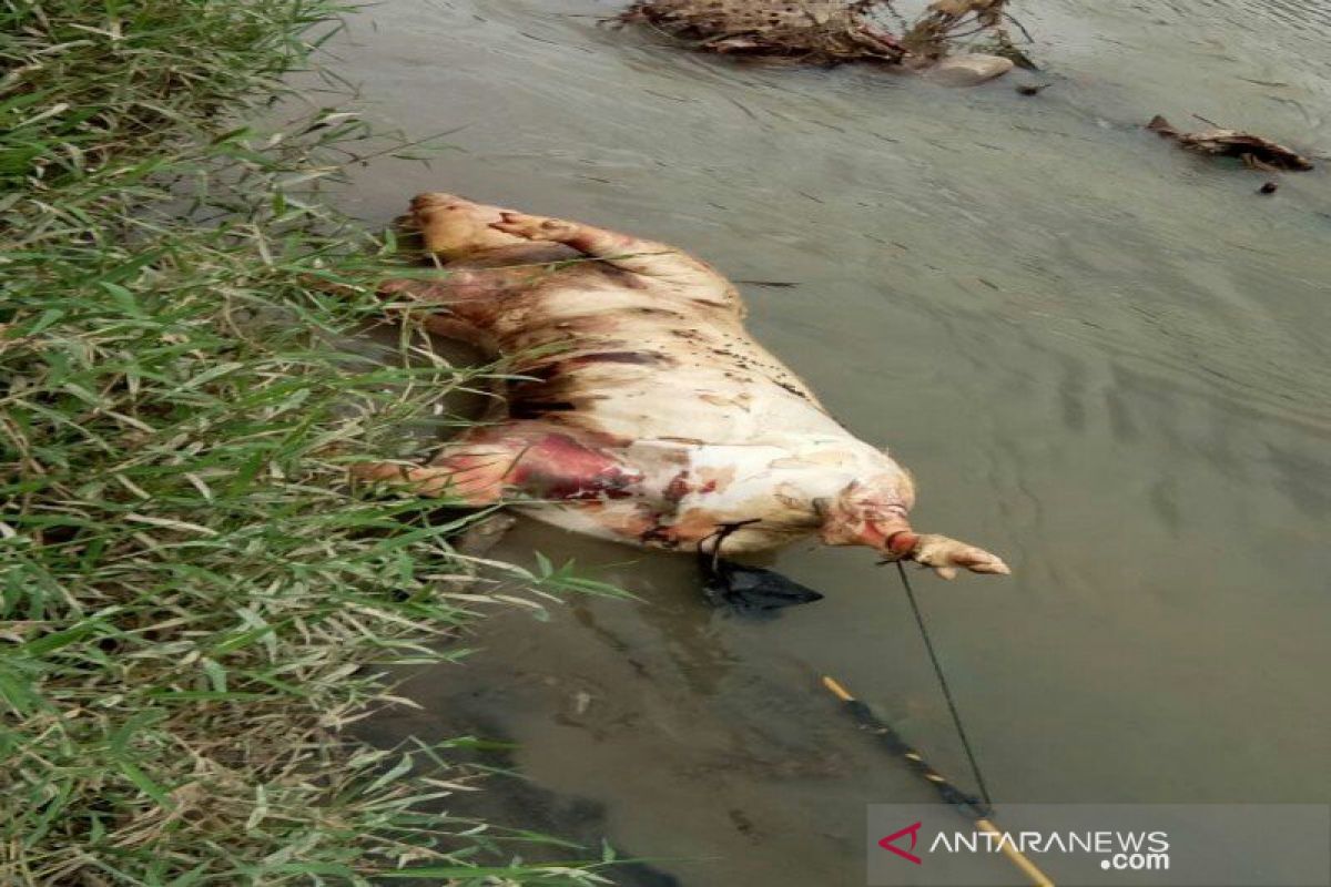 Bangkai babi ditemukan di Sungai Padang Tebing Tinggi