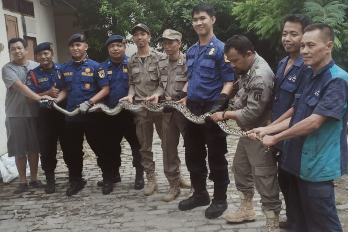 Petugas Damkar tangkap ular sanca di pemukiman warga Palmerah