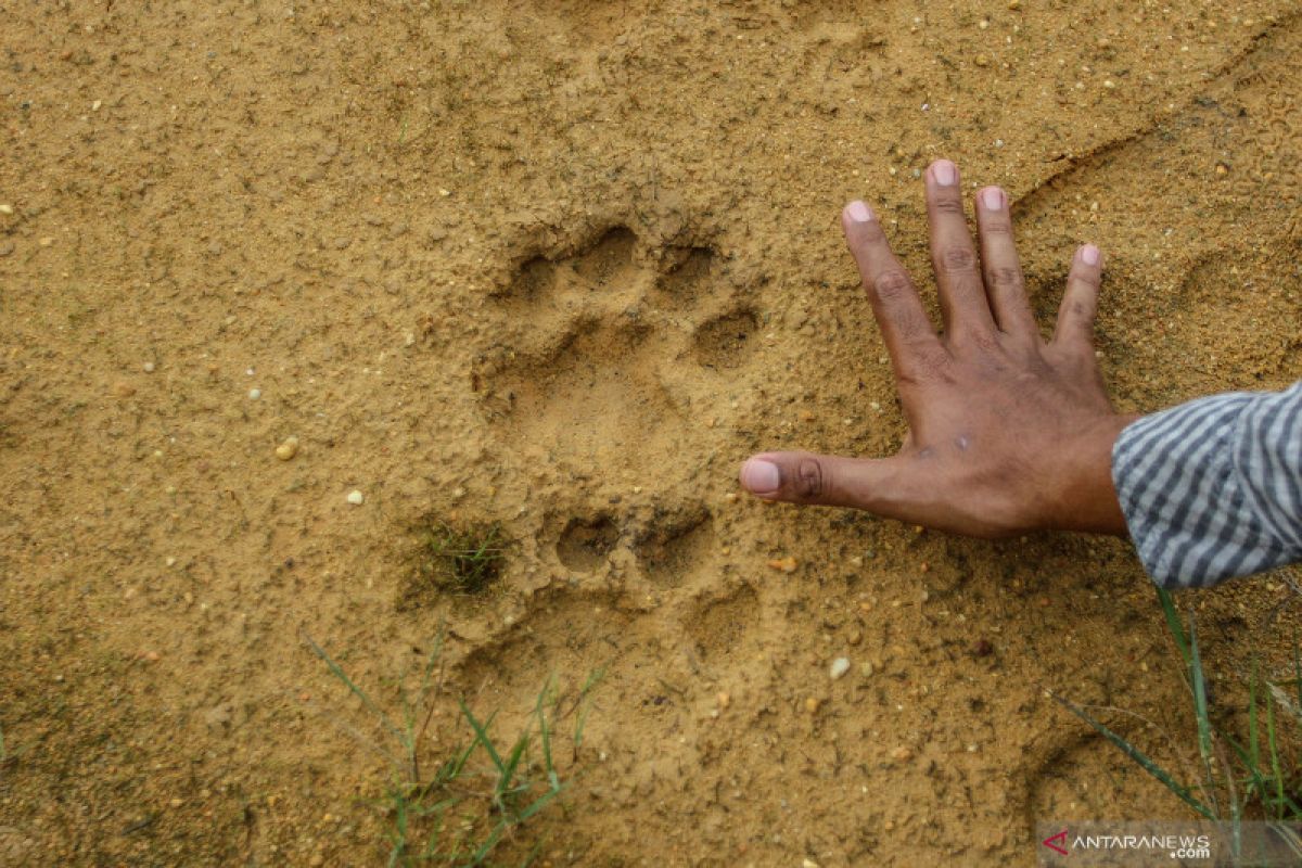 Hoaks tentang harimau di medsos, dari jejak tapir hingga suara gajah