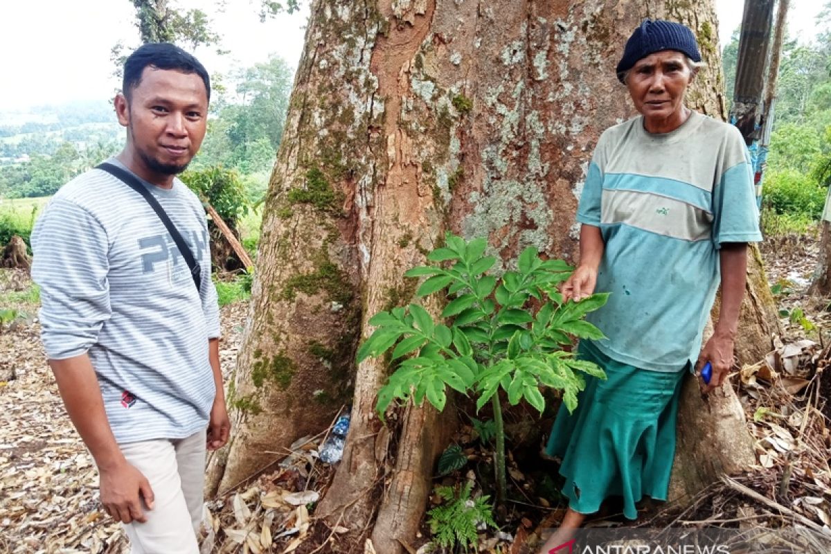 Unik, ratusan Bunga Bangkai tumbuh subur di kebun durian milik warga Agam