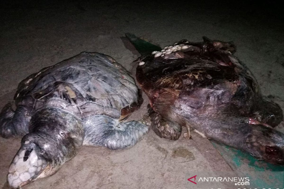 Tempo dua bulan, 12 penyu mati di pantai Bengkulu