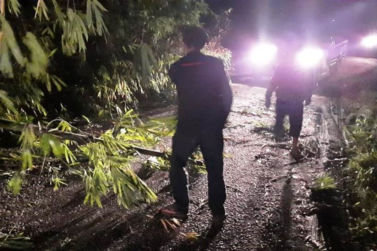 Belasan pohon bambu tumbang di Matur, Jalan Agam-Bukittinggi buka-tutup