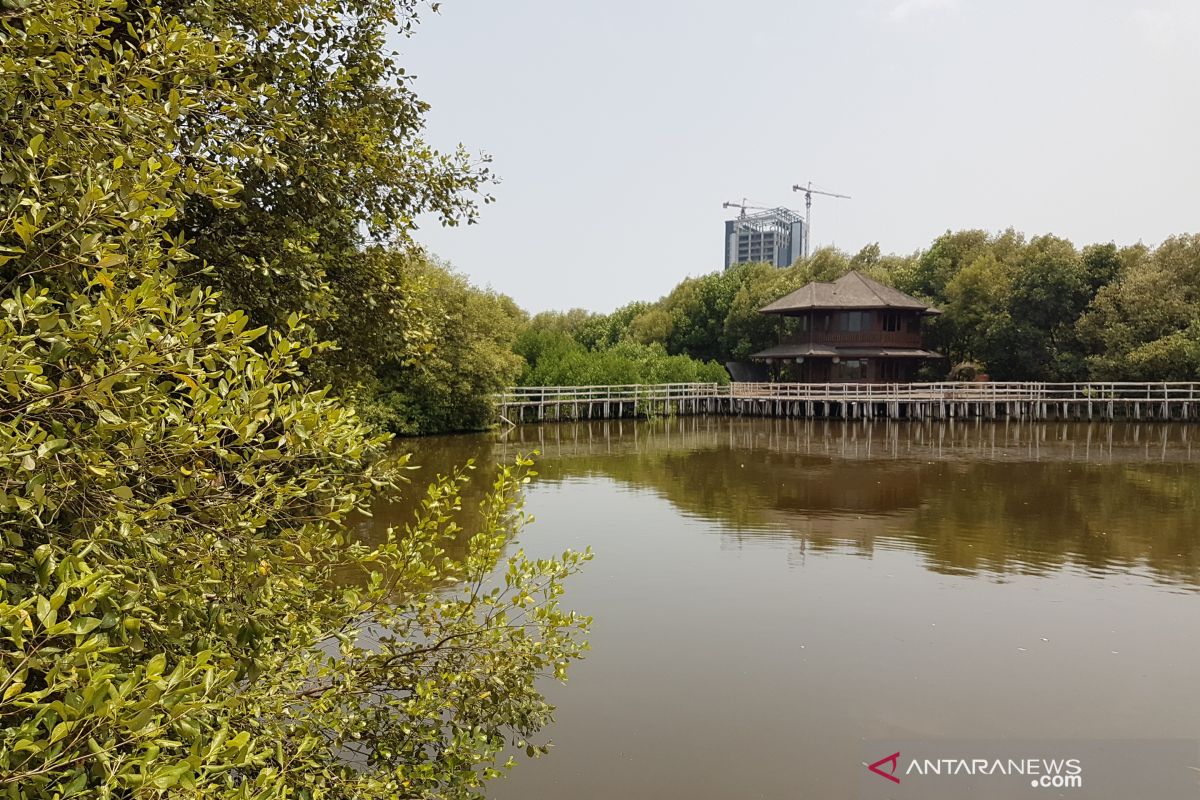 ANTARA guide to mangrove resort in North Jakarta