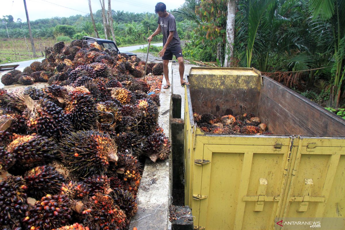 Harga TBS di Bengkulu ditetapkan Rp1.540 per kilogram