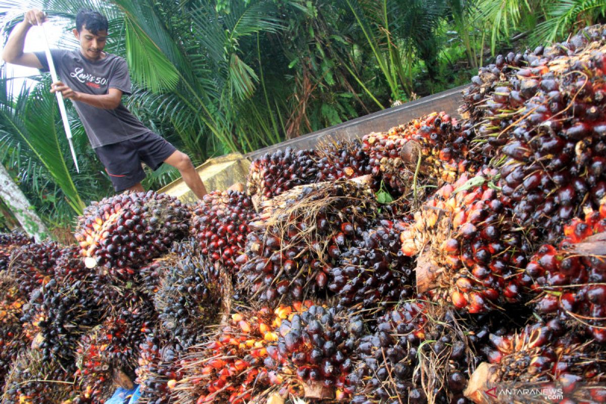 Harga TBS di Bengkulu Rp1.644 per kilogram