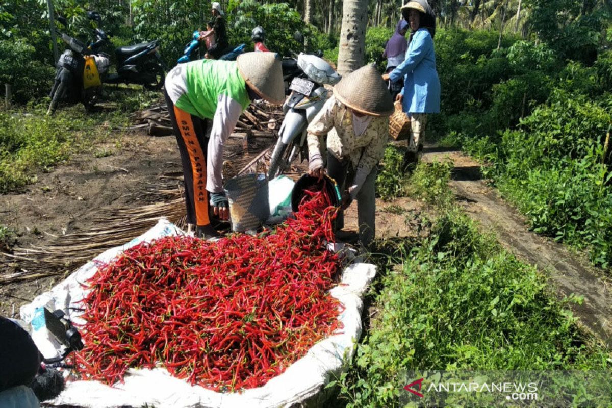 Kementan menargetkan peningkatan produksi bawang merah-cabai 7 persen