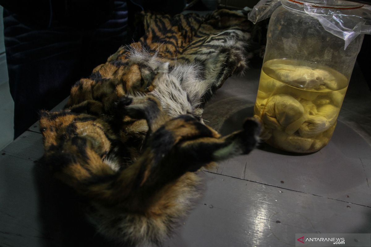 Police arrest five suspects over illegal hunting of Sumatran tiger
