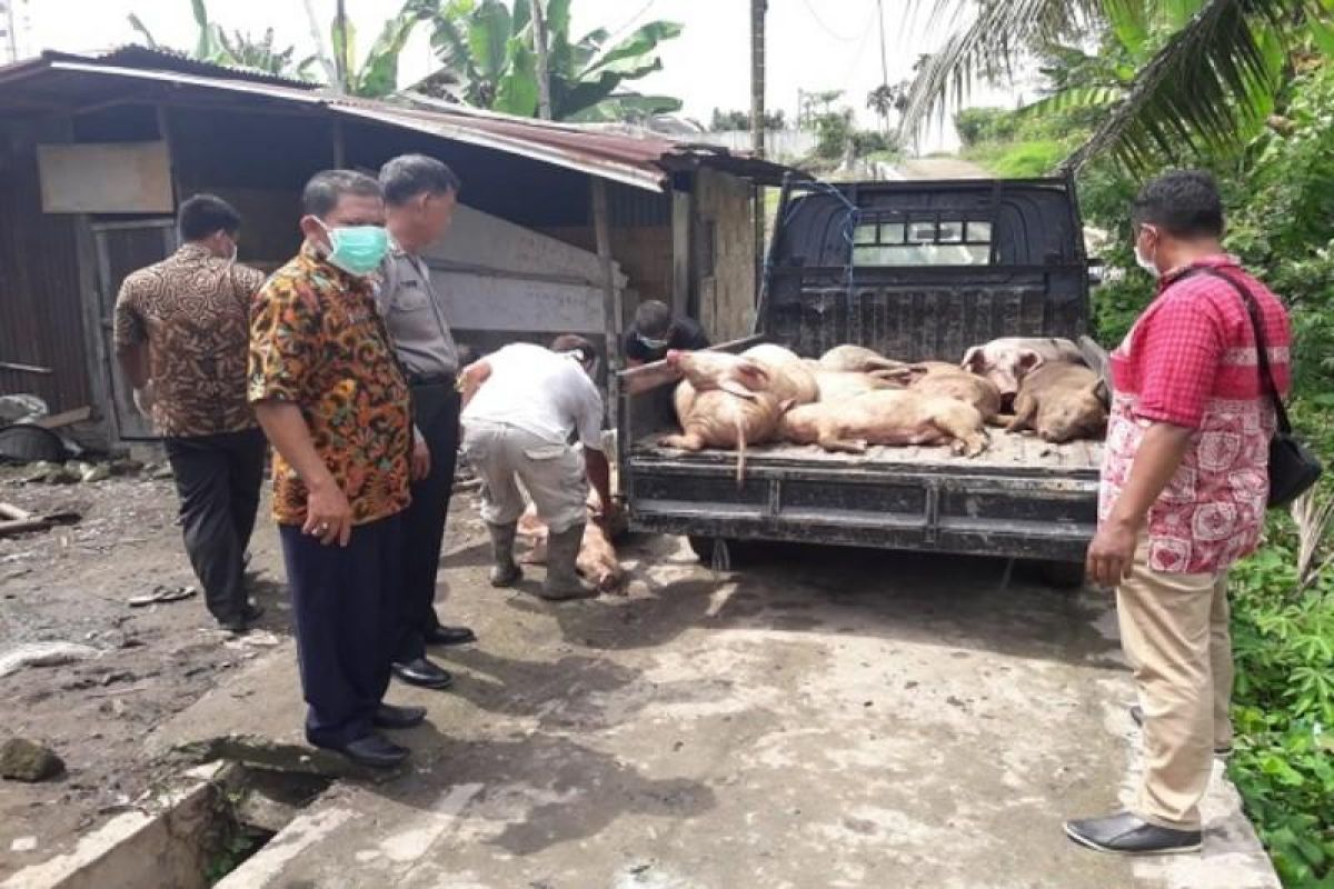 13 ekor bangkai babi di Kelurahan Damarsari dikuburkan