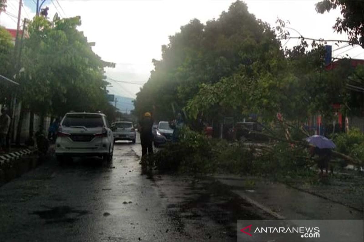 BPBD Banyumas: Belasan pohon tumbang saat hujan disertai angin kencang