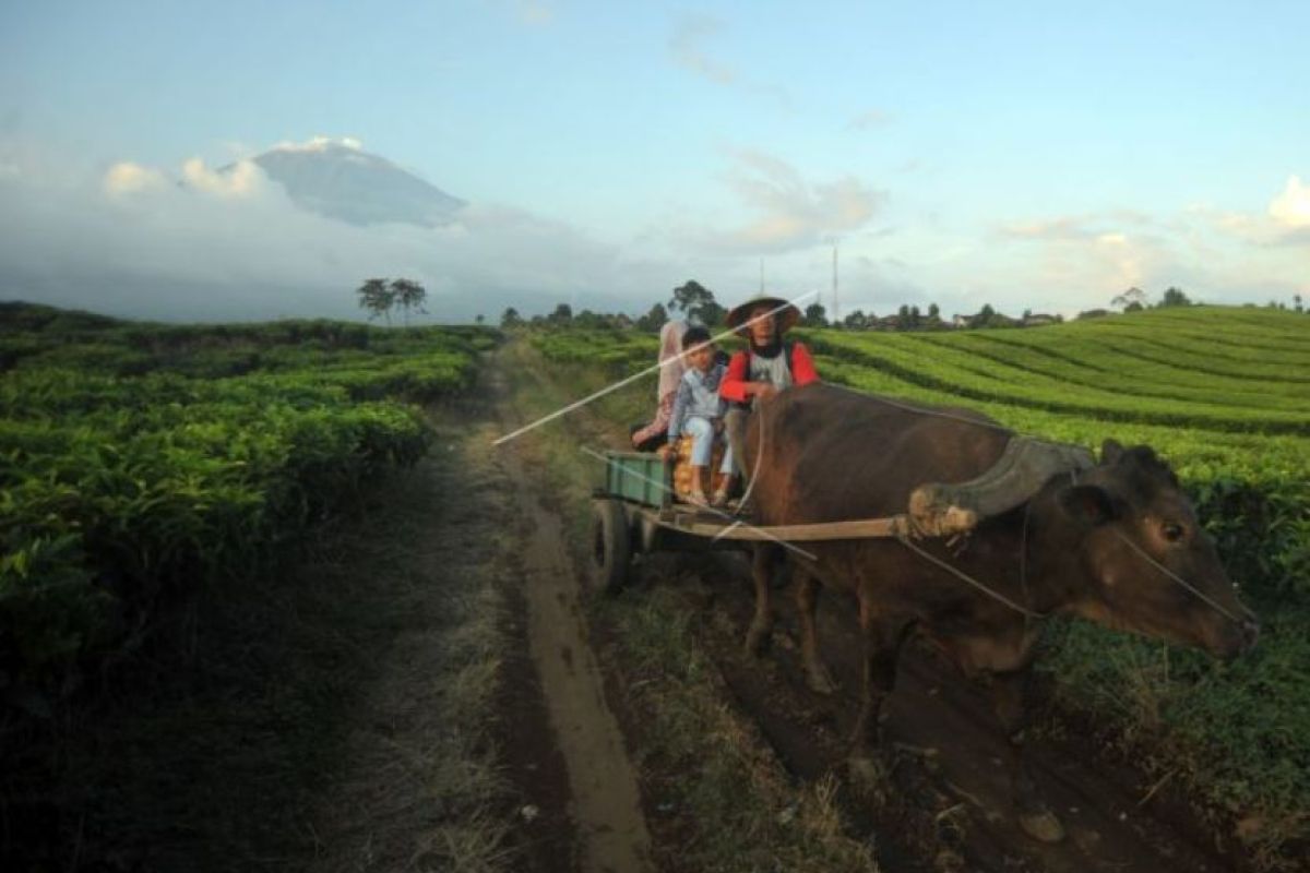 Gerobak sapi bawa hasil kebun petani  Kerinci