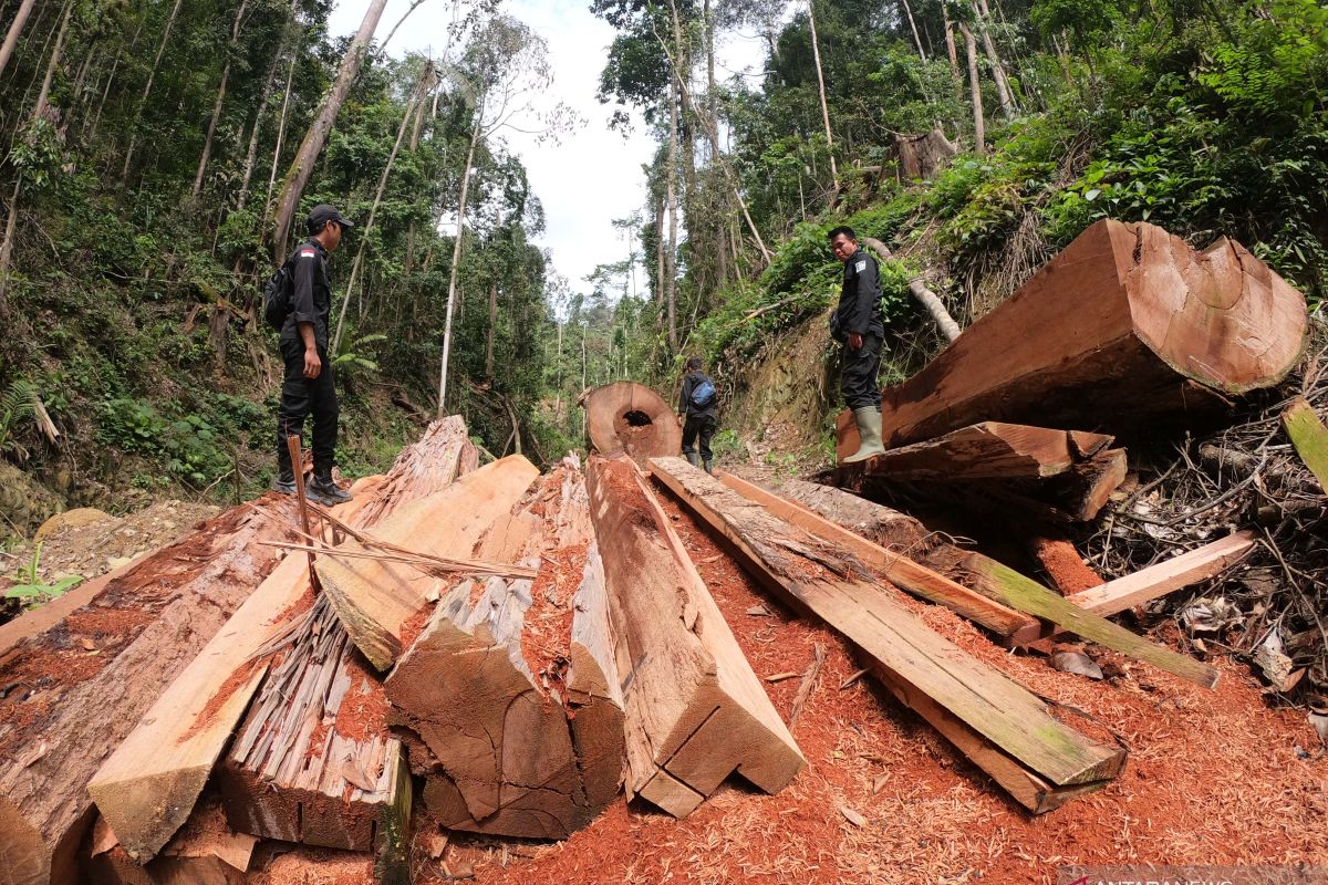 KLHK to take strict action against illegal loggers