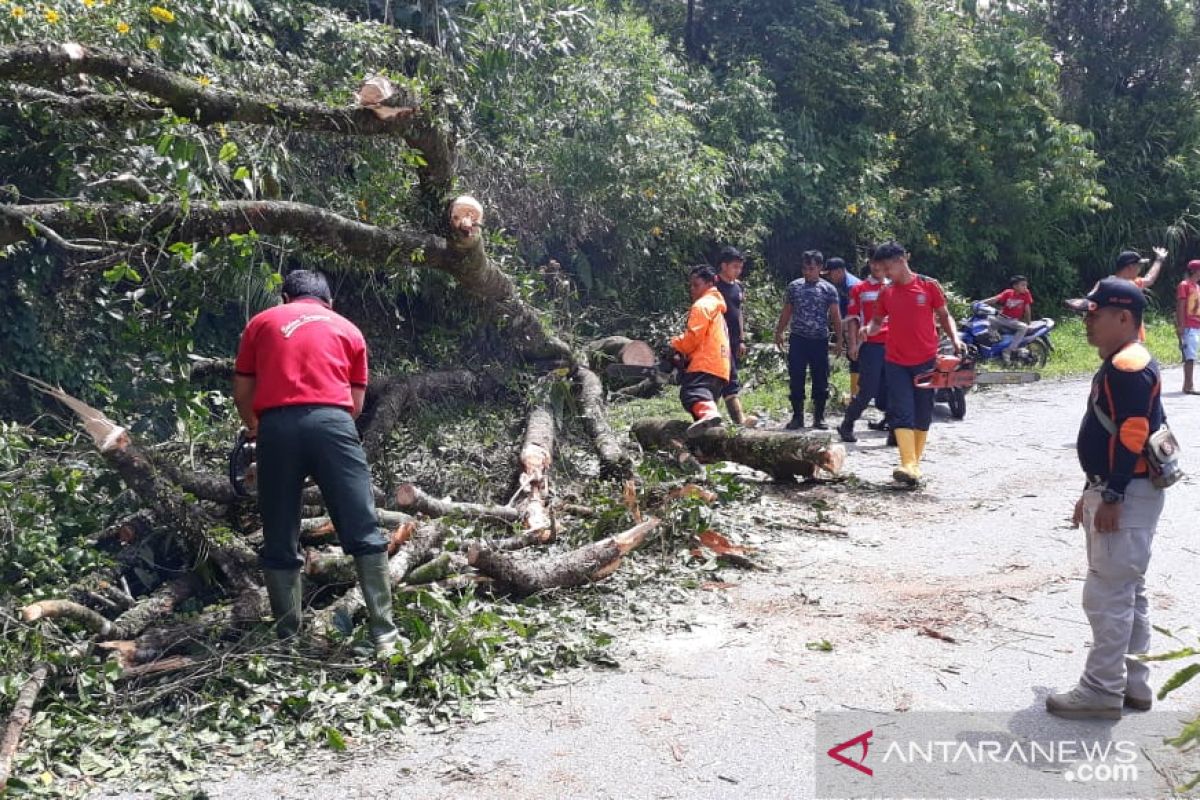 Jalan Agam-Bukittinggi tidak bisa dilalui akibat tertutup pohon tumbang