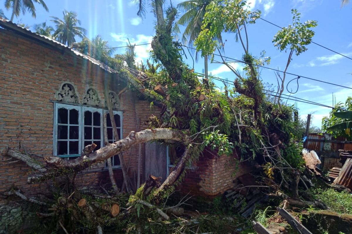 Empat rumah rusak tertimpa pohon di Agam