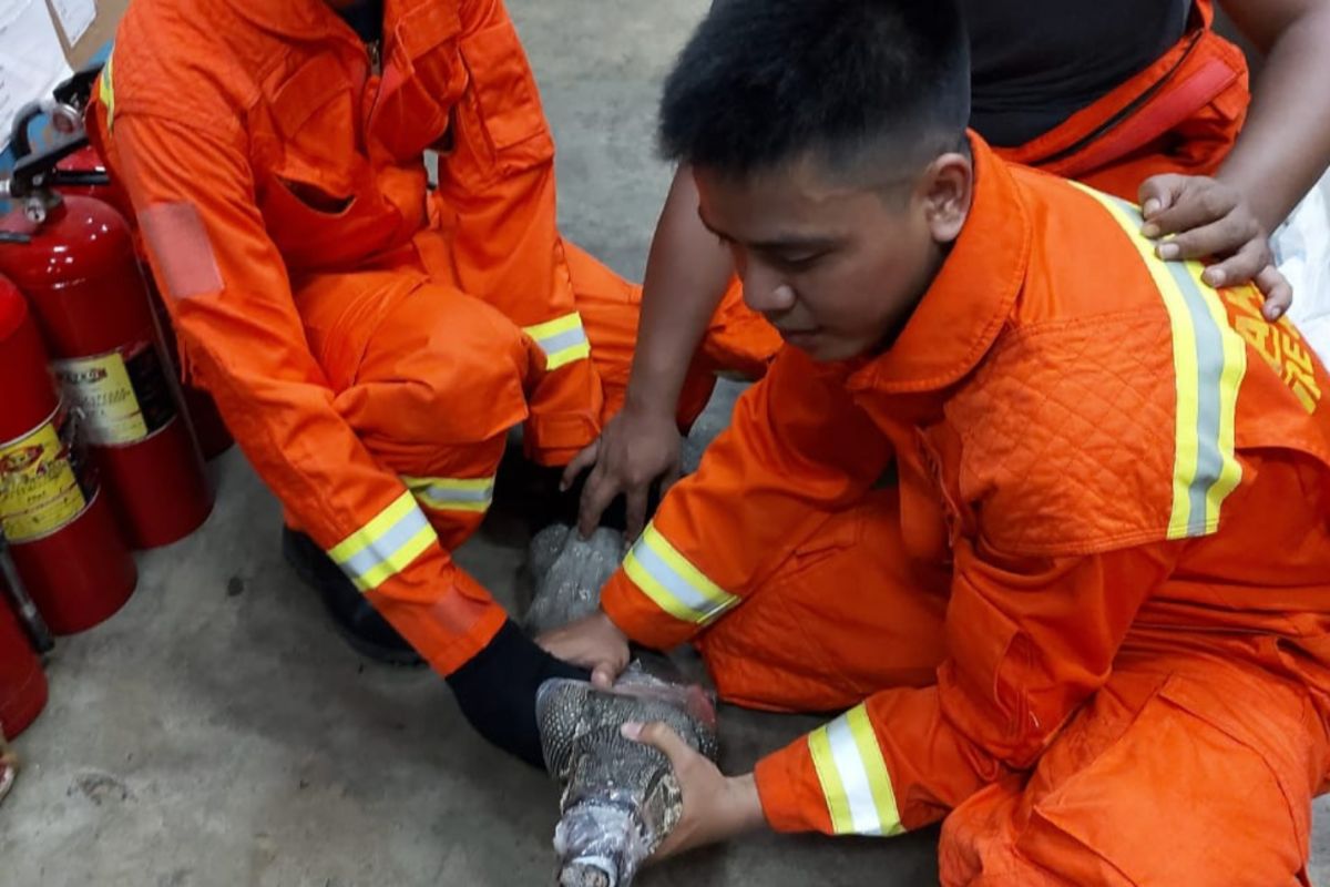 Seekor biawak masuk Mapolsek Jatinegara