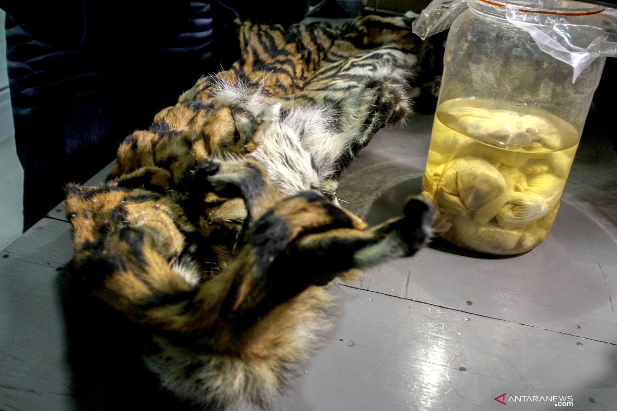 Police arrest five suspects of Sumatran tiger illegal hunting