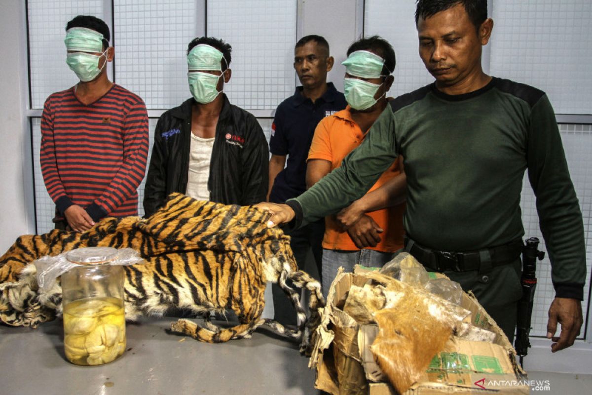 Lima pemburu harimau sumatera ditangkap, ada suami-istri pelakunya