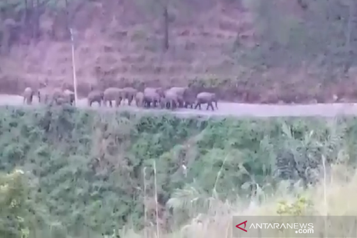 23 gajah liar turun ke jalan lintas Takengon-Bireuen di Bener Meriah