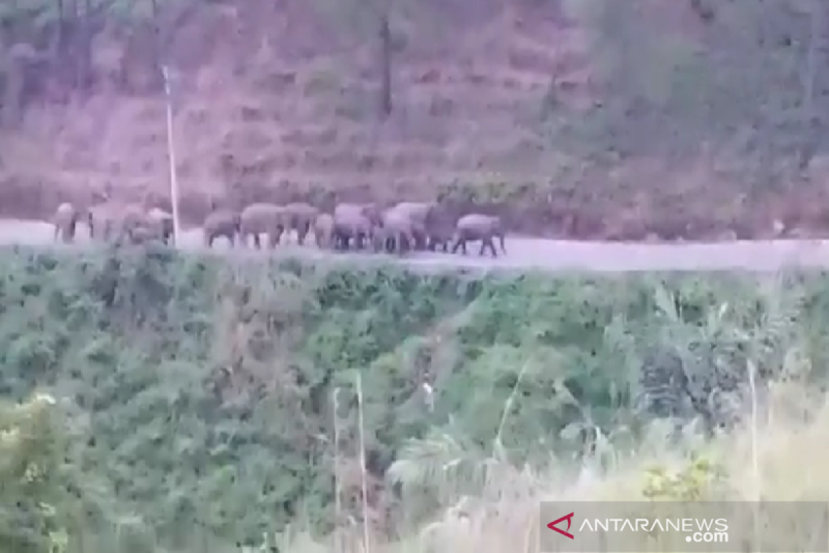 Kawanan gajah liar terjebak di area perkebunan warga