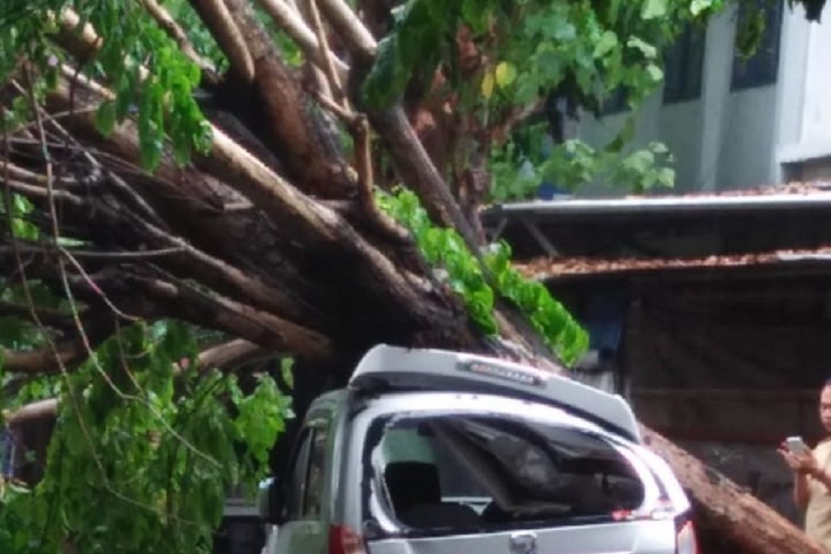 Angin kencang terjang Kediri, sejumlah kendaraan rusak tertimpa pohon