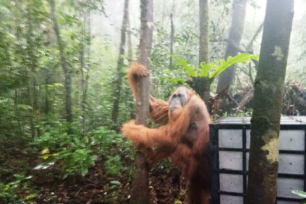 Seekor Orangutan Tapanuli dilepasliarkan di cagar alam Sibual-buali