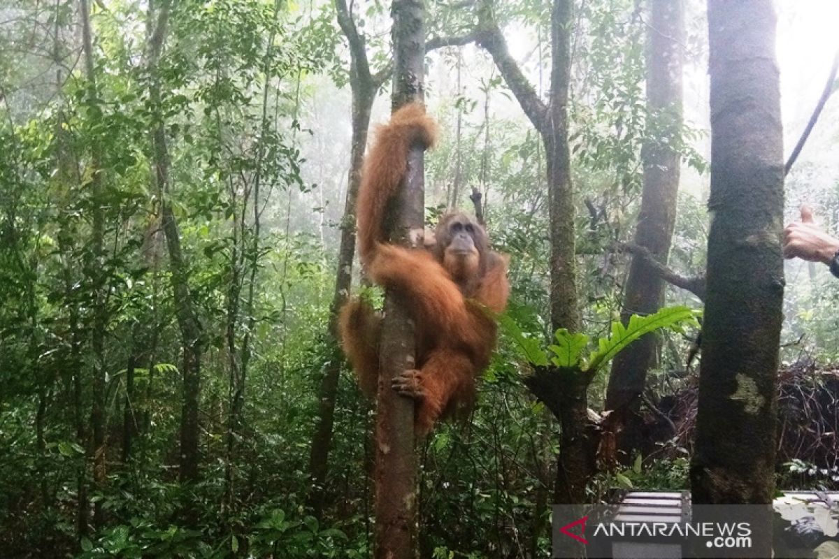 PLTA Batang Toru dukung BBKSDA Sumut melepasliarkan Orangutan Paya