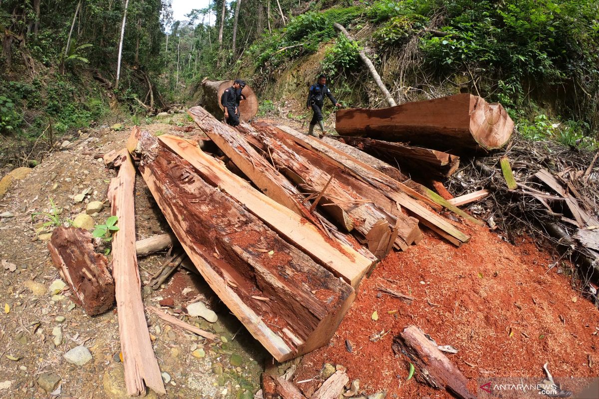 South Kalimantan continues to protect forest from illegal logging