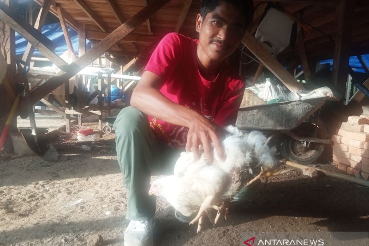 Ayam kaki empat di Agam ditawar Rp50 juta