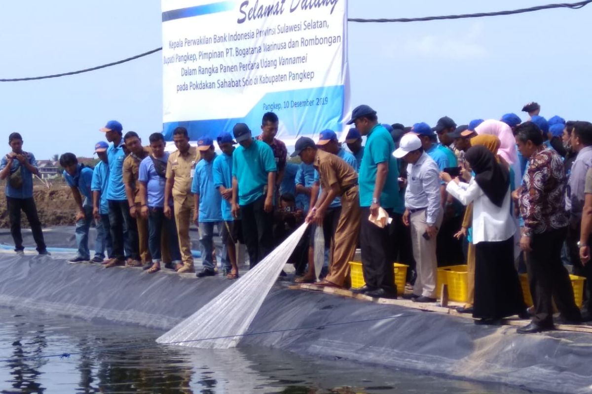 BI Sulsel resmikan panen perdana pengembangan klaster udang Vannamei di Pangkep