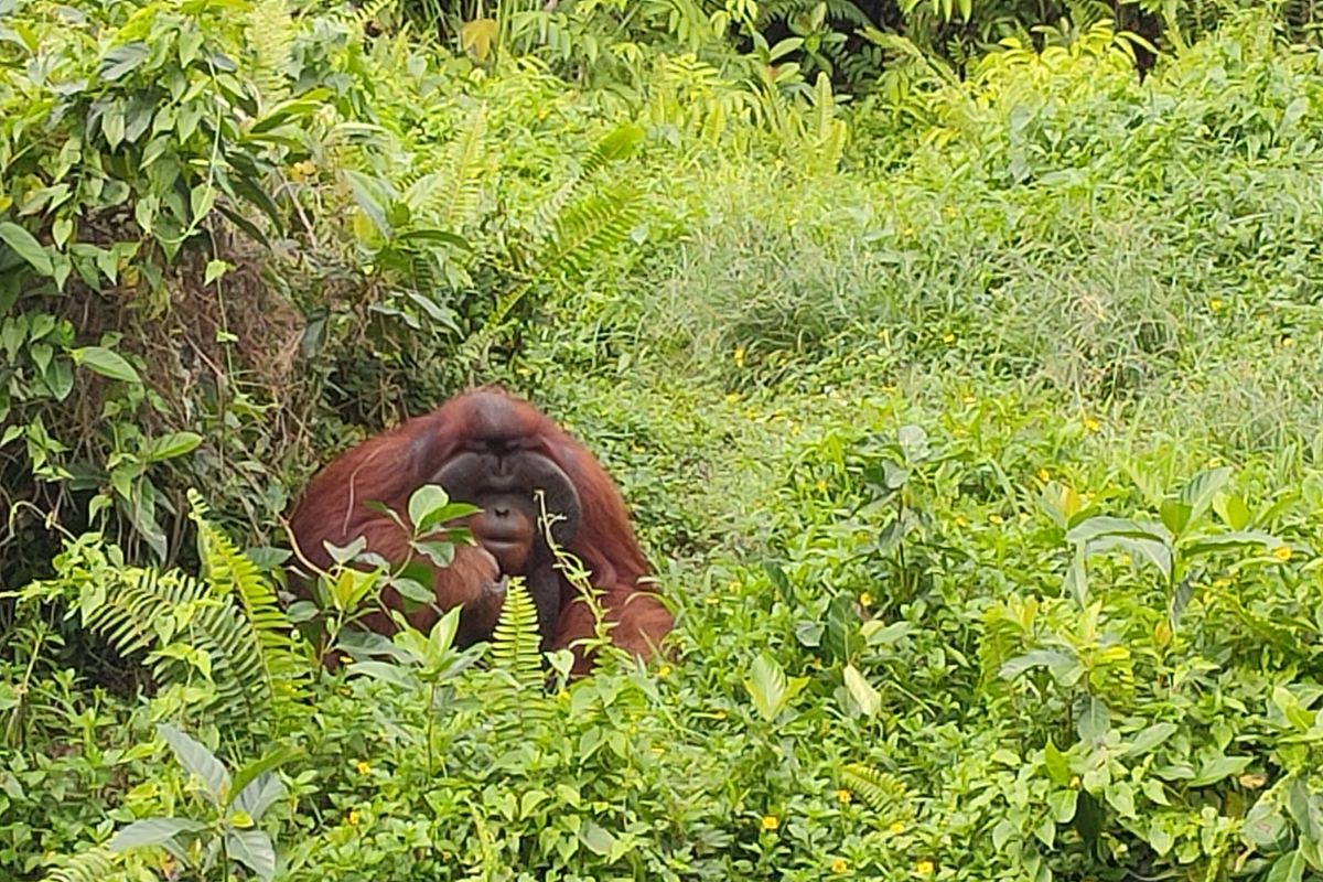 Berkunjung ke Samboja, "sekolah" orangutan di sudut Kalimantan Timur