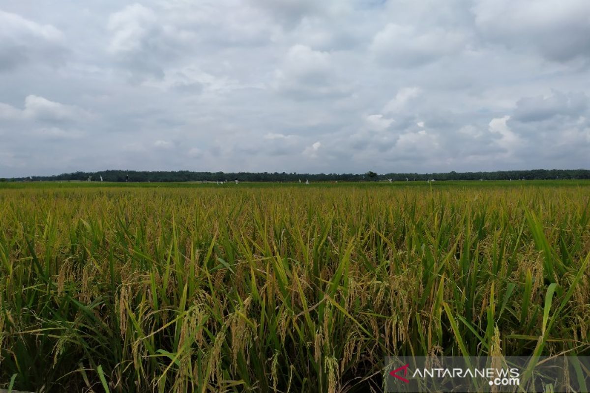 Bulog Sumut tidak pasok beras antarpulau