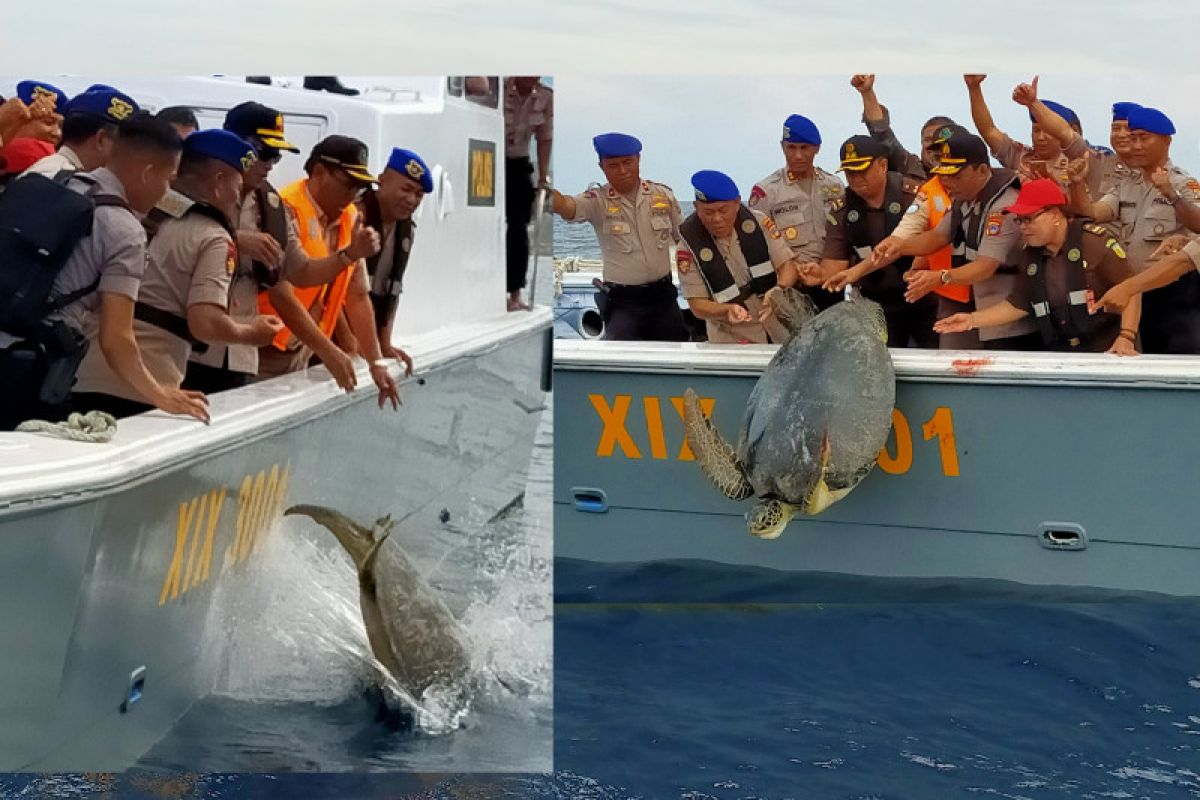 Pol Airud Polda Sulteng lepas puluhan penyu di laut Donggola