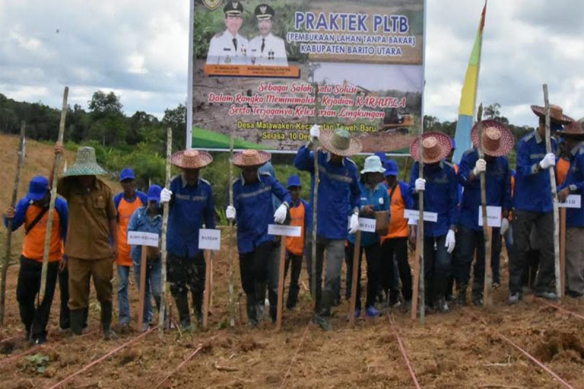 Barut pratikan bercocok tanam dengan pembukaan lahan tanpa bakar