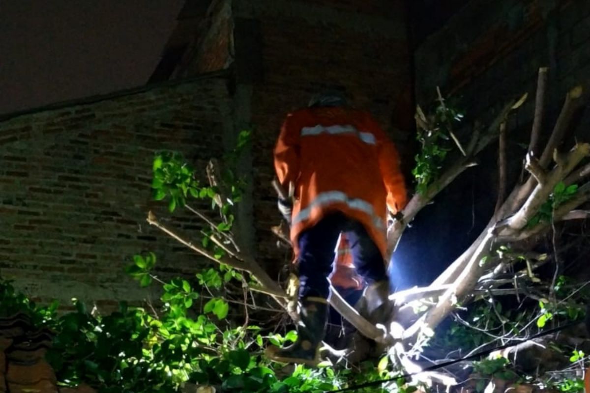 Damkar Jaktim evakuasi pohon tumbang timpa rumah di Cakung