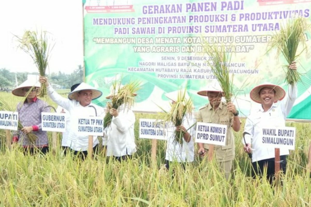 Gubernur Sumut hadiri panen raya tiga komoditas di Simalungun