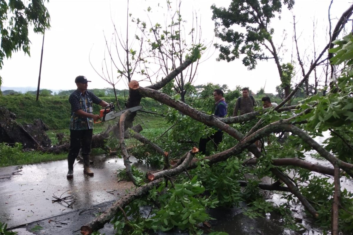 Puluhan pohon tumbang akibat diterjang angin kencang  di Kudus