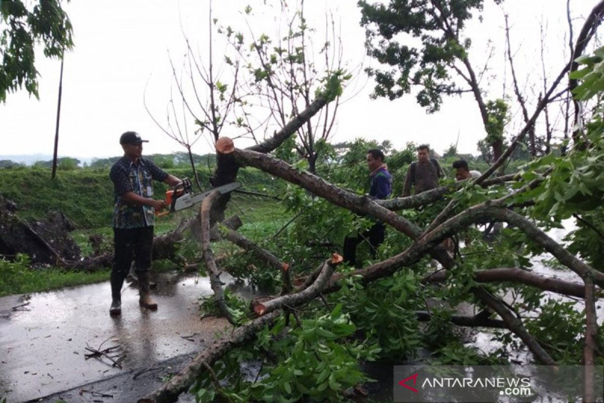 Puluhan pohon di Kudus tumbang akibat angin kencang