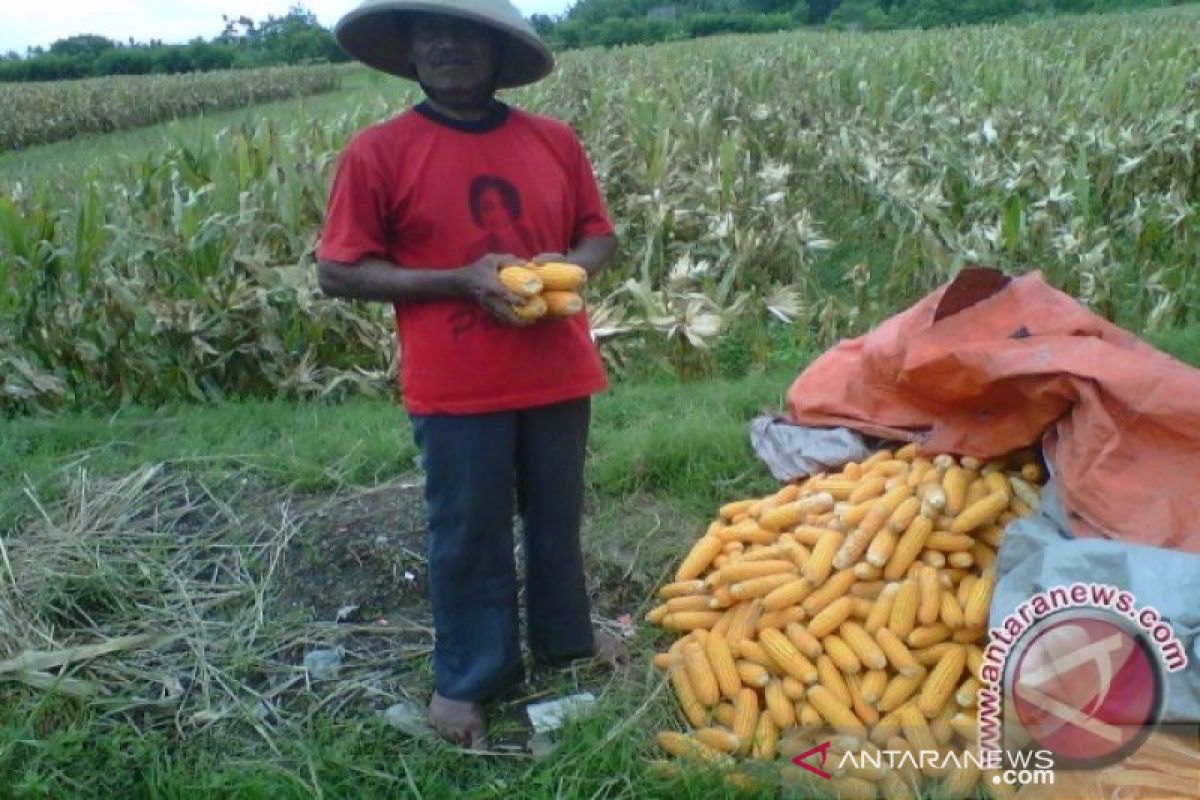 Produksi jagung di Bantul 2019 mencapai 17.118 ton