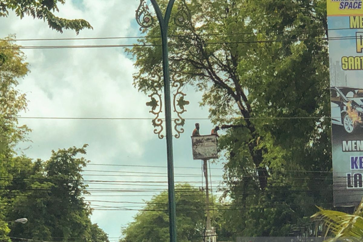 Pohon perindang Jalan Sudirman dirapikan