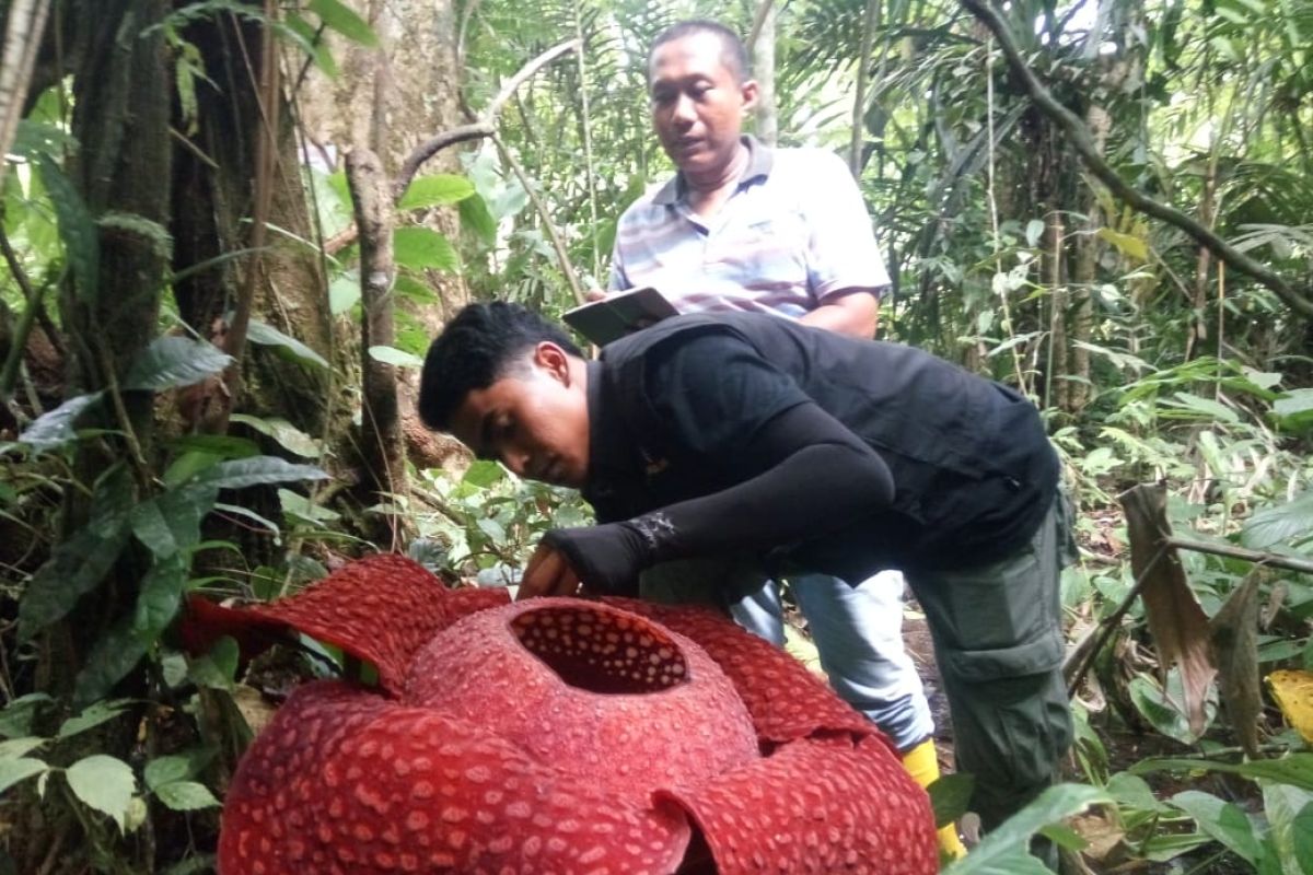 Empat Raflesia mekar bersamaan di Agam