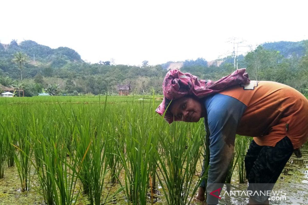 Varietas unggul nasional padi Siporang buka potensi kesejahteran petani Tapsel