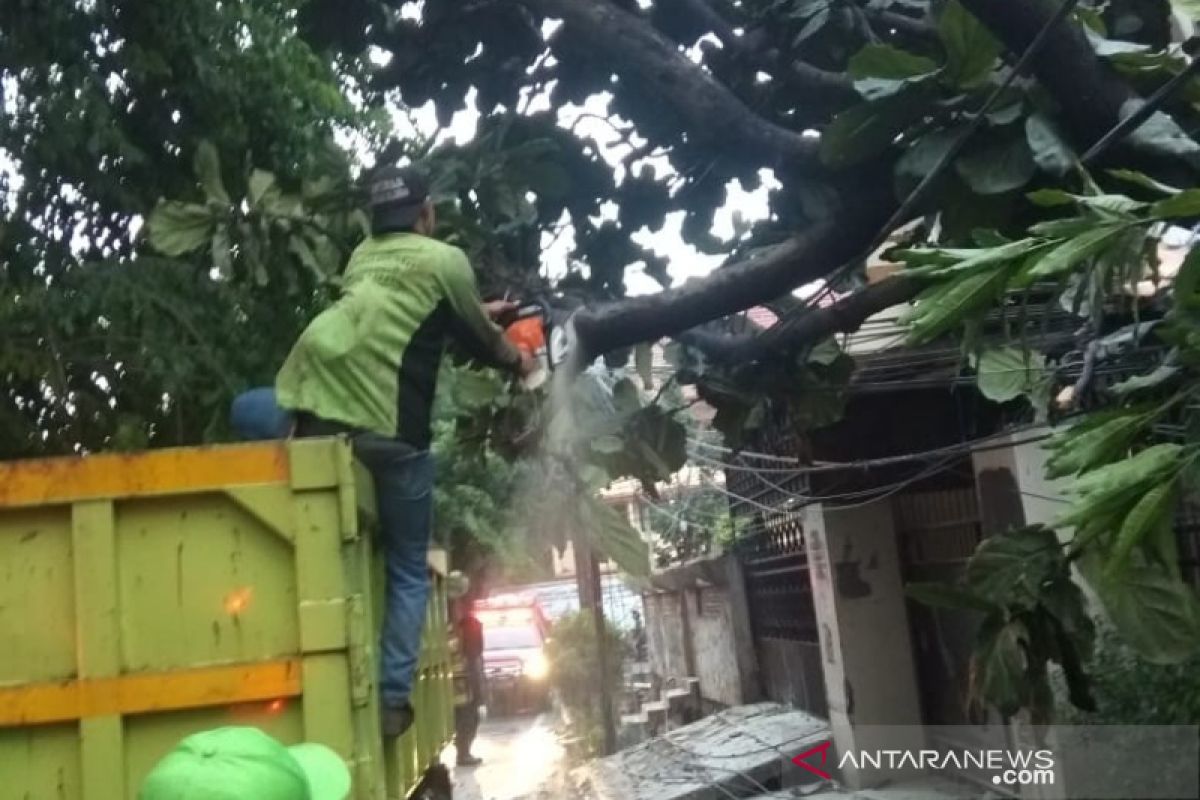 Warga Kebon Jeruk padamkan kabel udara terbakar akibat pohon tumbang